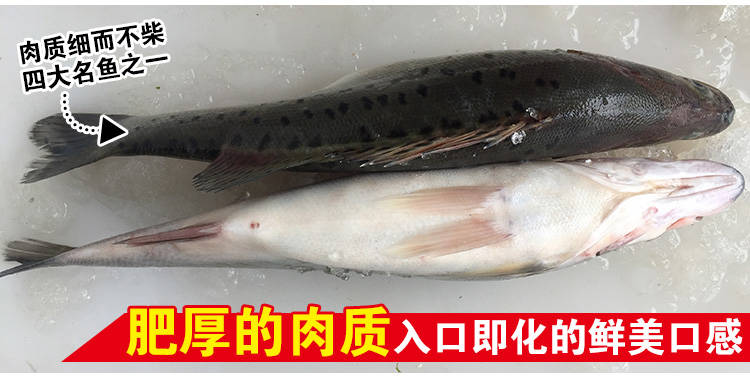 鲜活鲈鱼深海鱼新鲜水产海鲜七星海鲈鱼1斤海鲈鱼尝鲜装