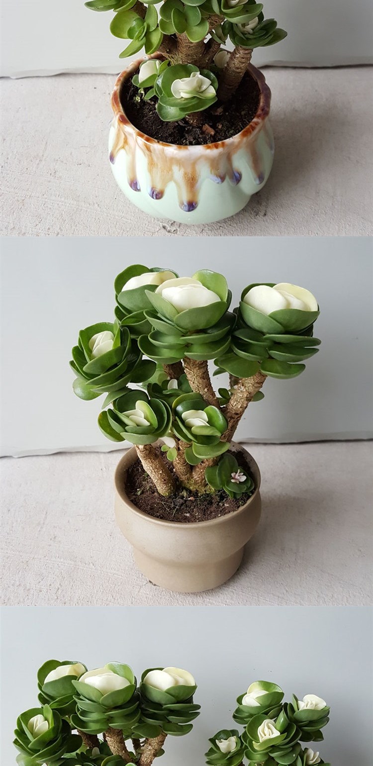 金钱木老桩新款带锦金钱树多肉超大植物盆栽室内外防辐射绿植花卉