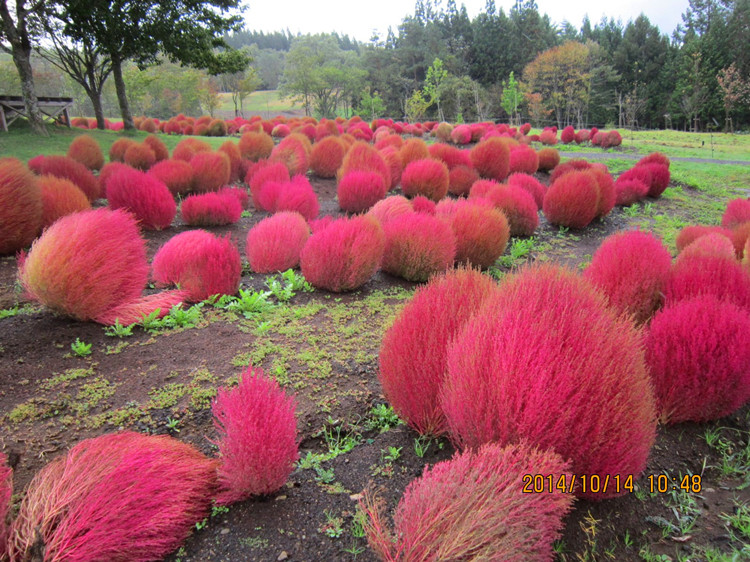 悦芳华花种籽子红地肤种子绿地肤花种子扫帚苗孔雀松景观花海庭院