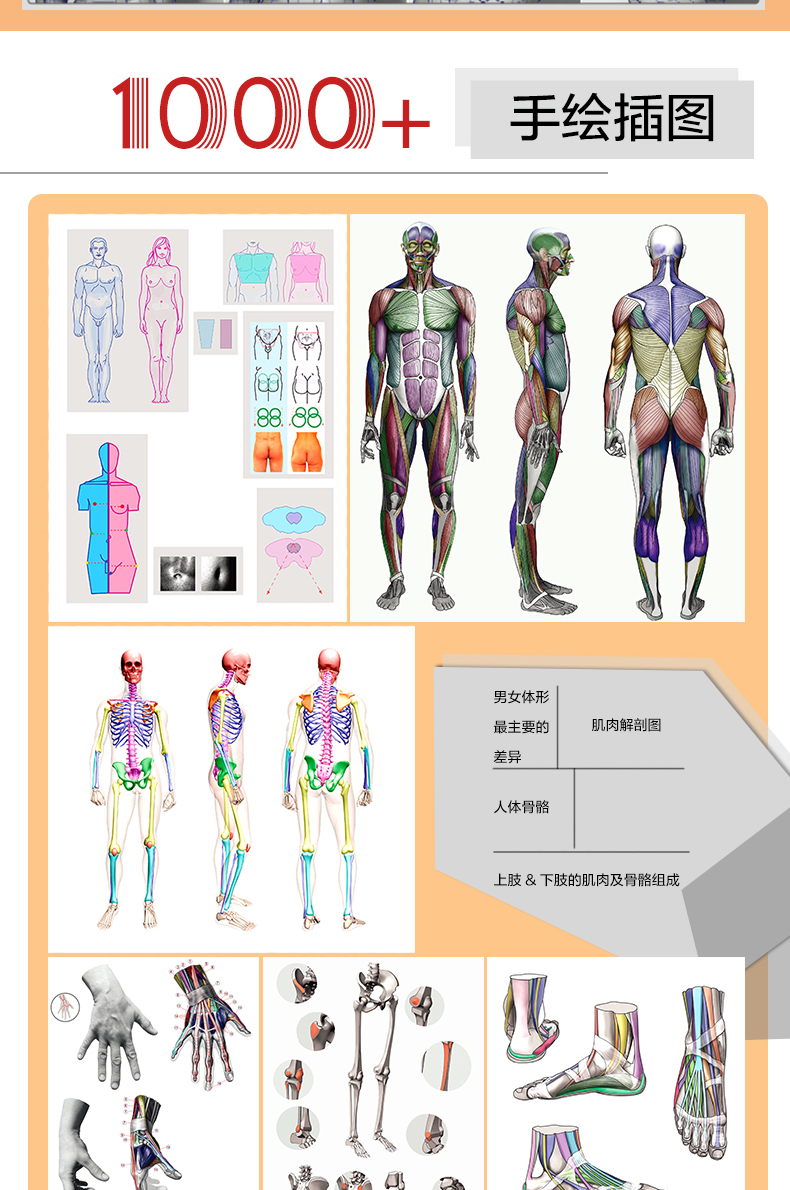 惠典正版艺用人体结构解剖精装版理解人体形态人体结构骨骼肌肉造型