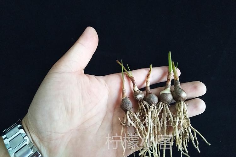 子喧风雨兰种球重瓣韭兰葱兰花苗石蒜庭院花坛四季花卉绿植盆栽种子