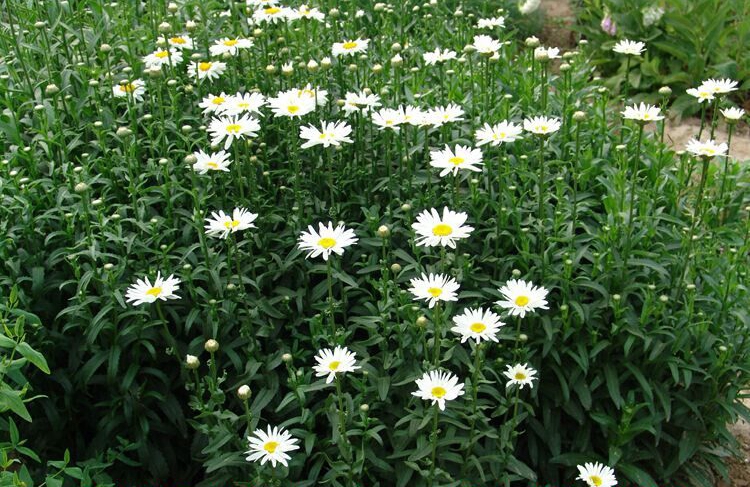 子喧花种子大滨菊种子园林景观庭院花种子秋播多年生花卉耐寒公斤