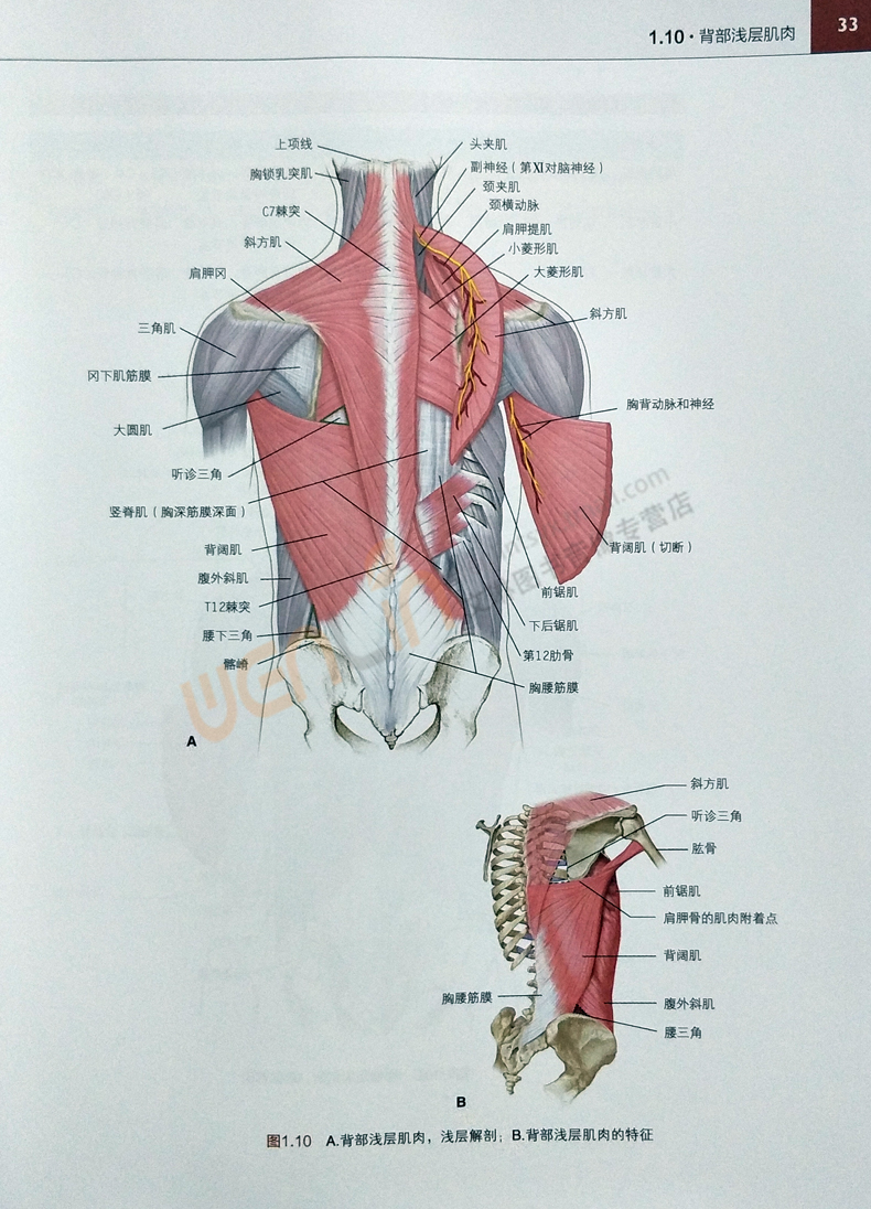 《lww解剖学精要图谱—背部,上肢和下肢(美 本·潘斯基(ben pan