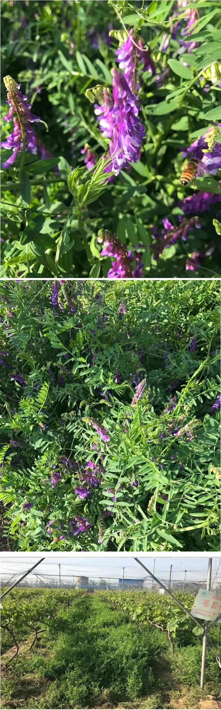 果园绿肥光叶紫花苕种子长柔毛野豌豆毛苕子养蜂蜜源植物牧种子毛苕子