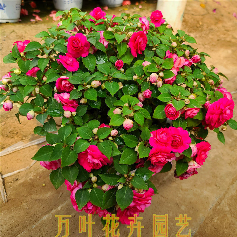 水梅花重瓣凤仙花四季开花喜阳阳台庭院带花苞基地直发重瓣水梅颜色