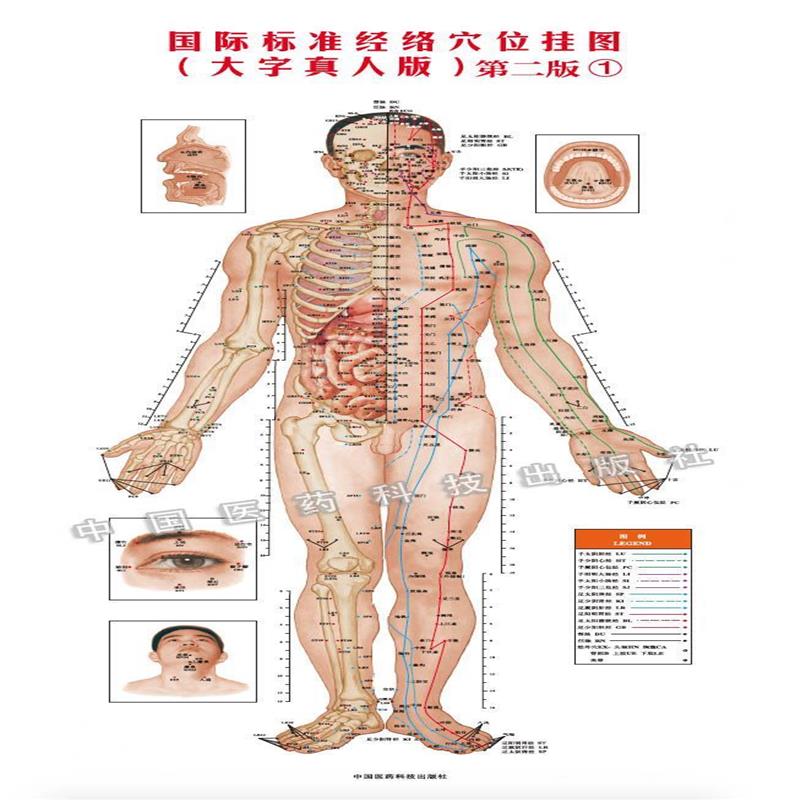 标准经络穴位挂图(大字真人版 第二版) 9787506799362