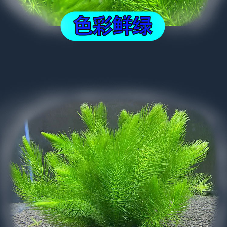 金鱼藻水草淡水浮萍蜈蚣草绿菊池塘制氧净化水质水族鱼缸好养易活