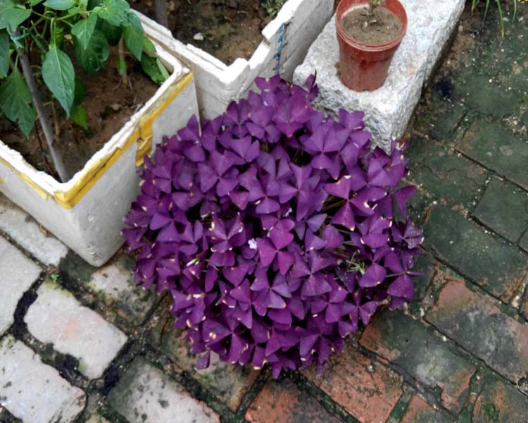 优友紫叶紫蝴蝶 紫叶酢浆种球种子 红花白花三叶四叶盆栽 阳台彩色