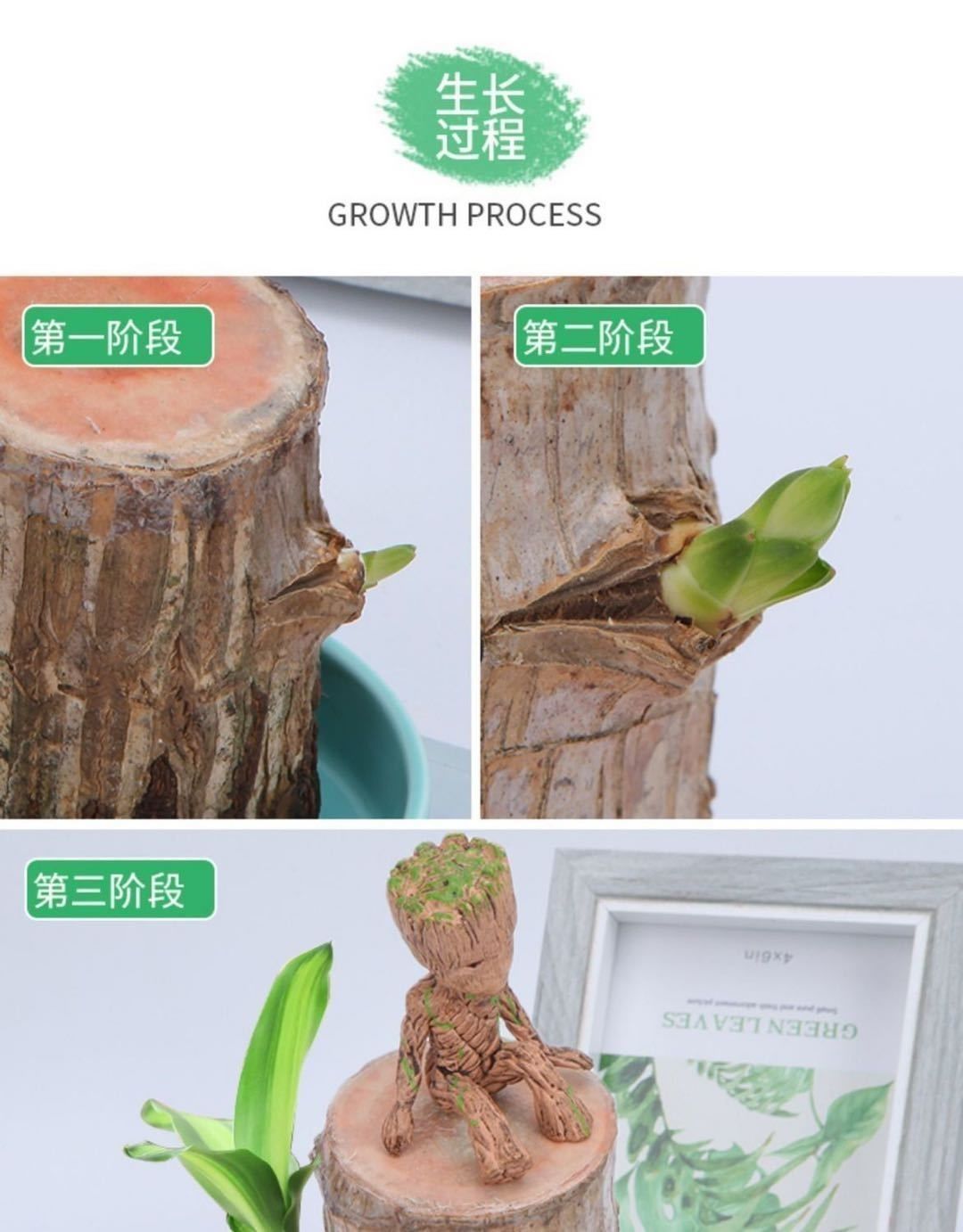 巴西木格鲁特水养幸运木水培花卉室内阳台办公桌四季常青盆栽绿植
