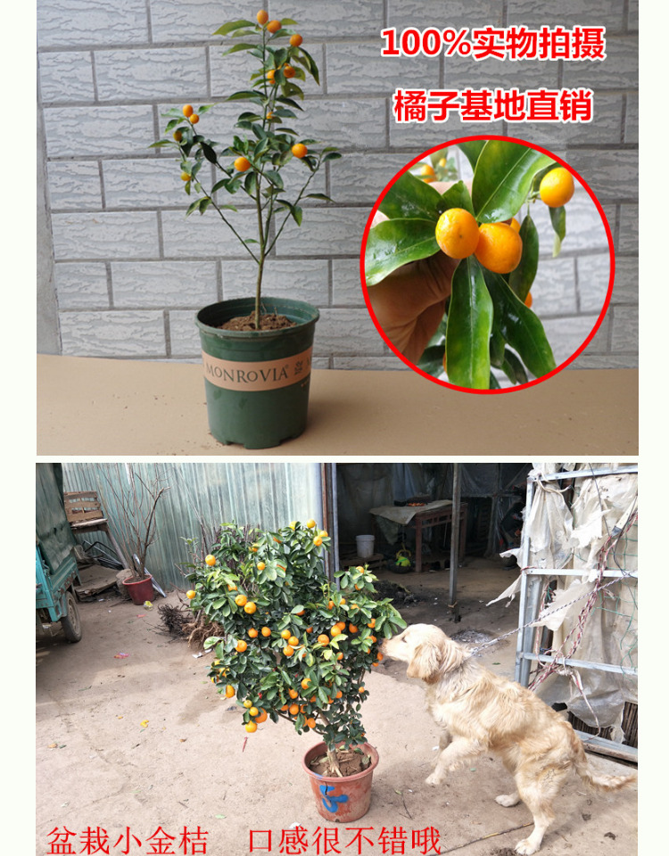 桔子树苗盆栽地栽金桔苗盆栽室内外种植丑橘子树嫁接结果树苗