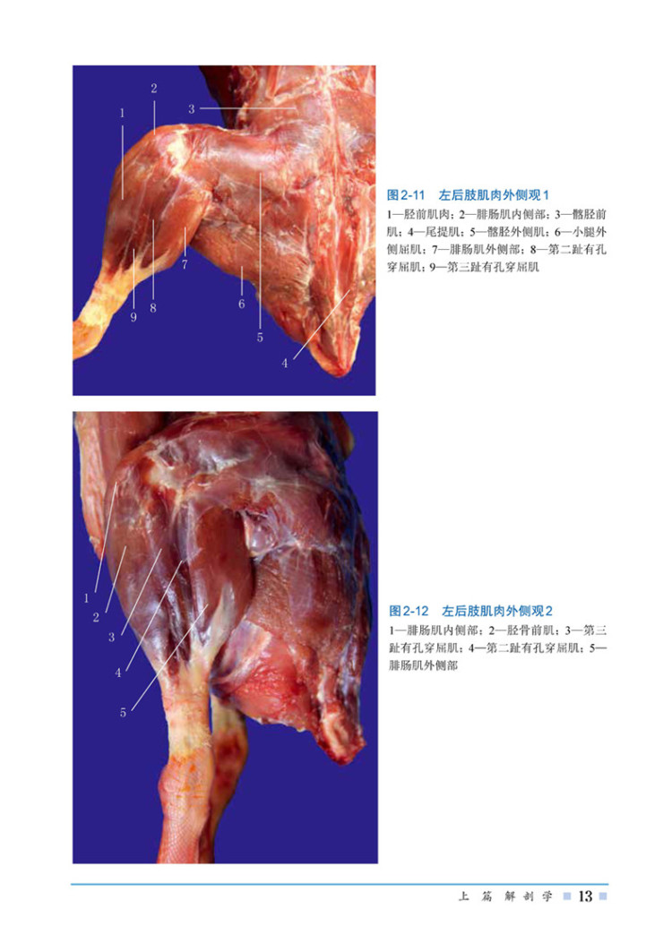 鹅解剖组织彩色图谱 刘志军,李健,赵战勤