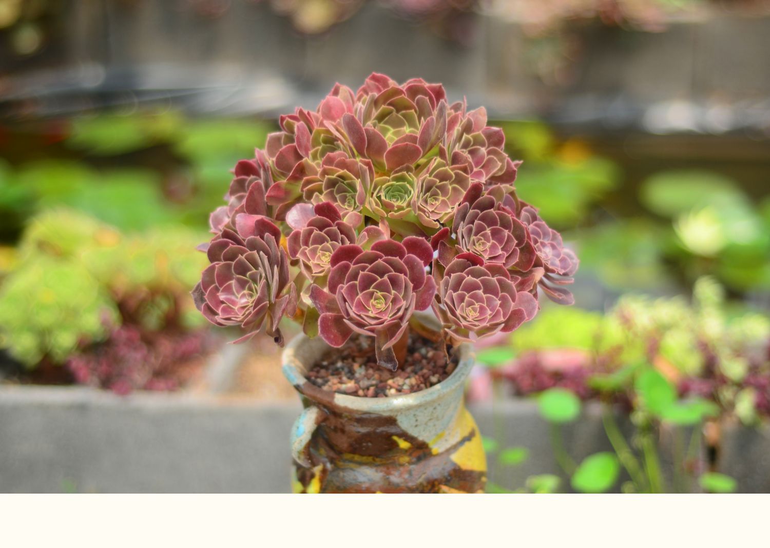回固万圣节法师沙拉碗黑法师植物铜壶玫瑰缀化超萌多肉有间花舍