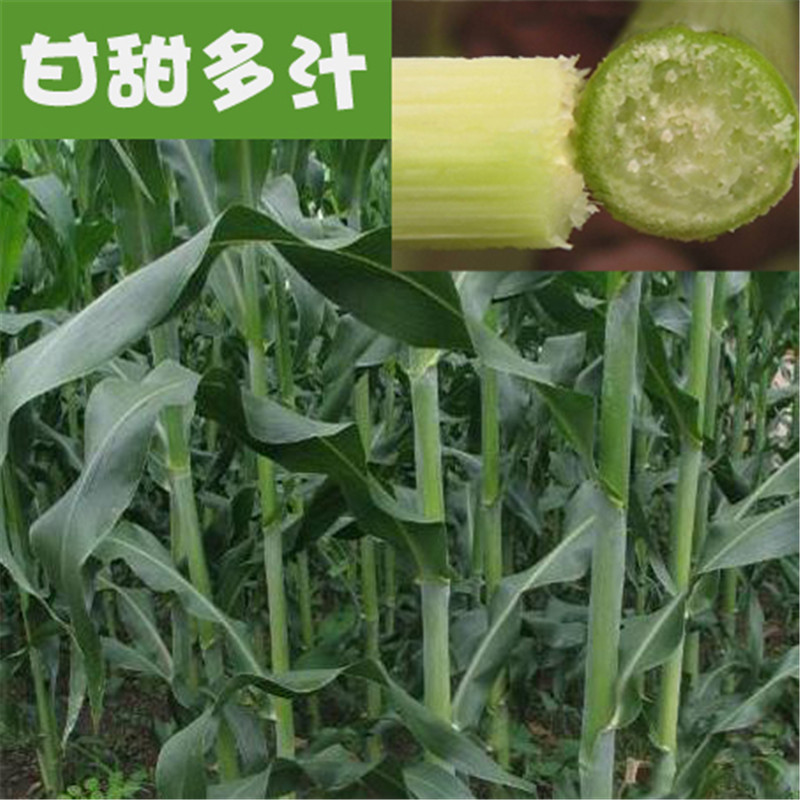 子暄甜高粱种子春夏秋播种甜杆芦粟种子茎杆甘甜汁多