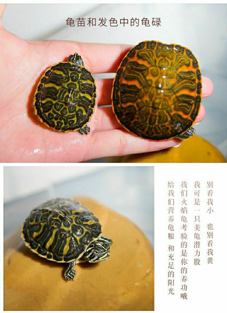 单身随机34cm精挑火焰家养外塘宽纹火焰龟碌火焰龟苗素食乌龟活物宠物