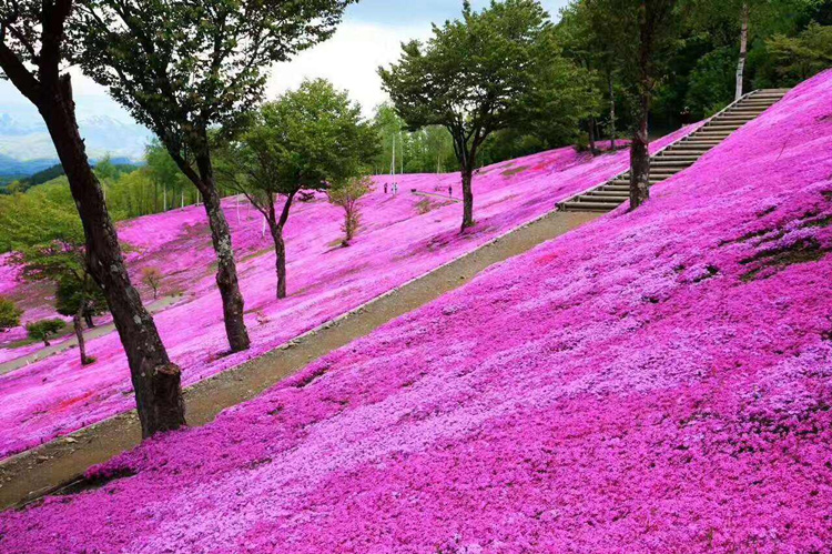 多年生福禄考花种子芝樱种子四季易播庭院绿化花海景观花卉种子包花