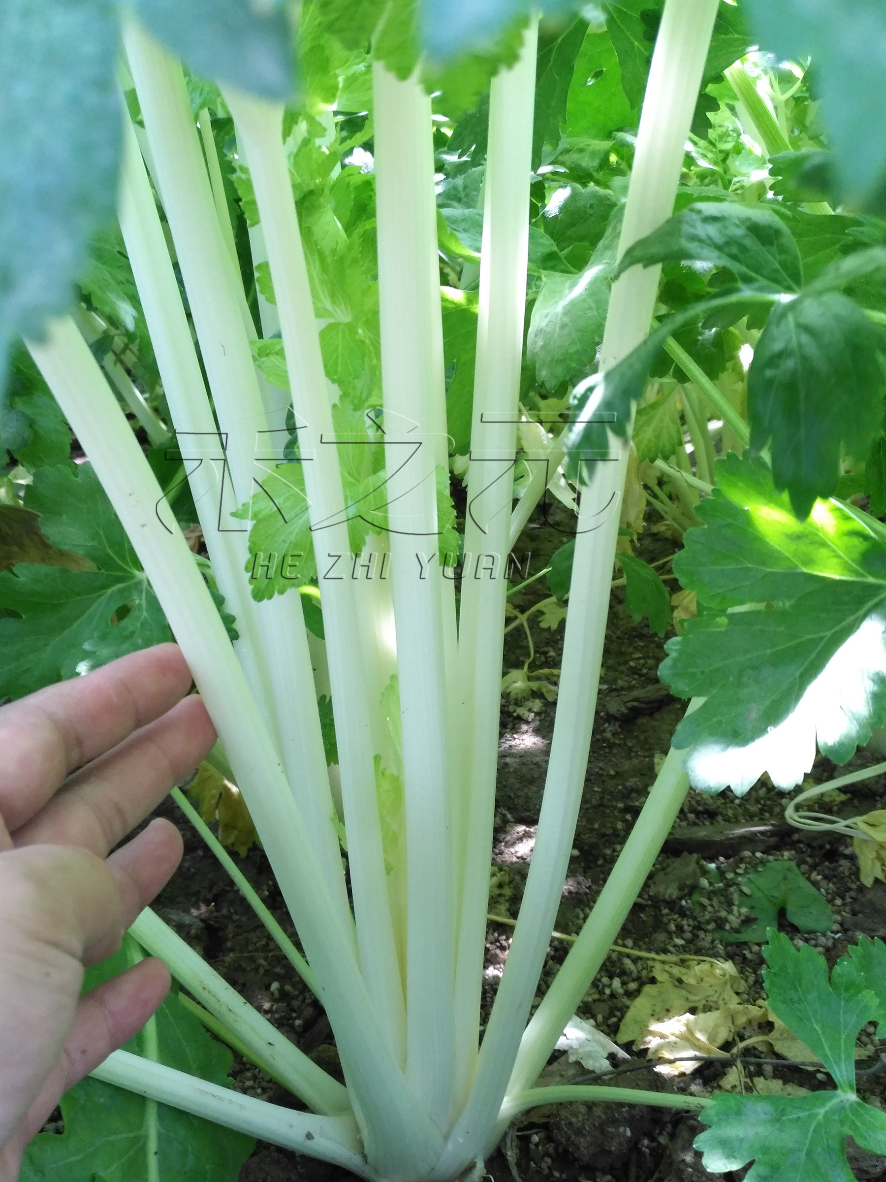 雪白芹菜种子彩色芹菜种子芹菜蔬菜种籽青菜四季春夏秋冬季水菜包