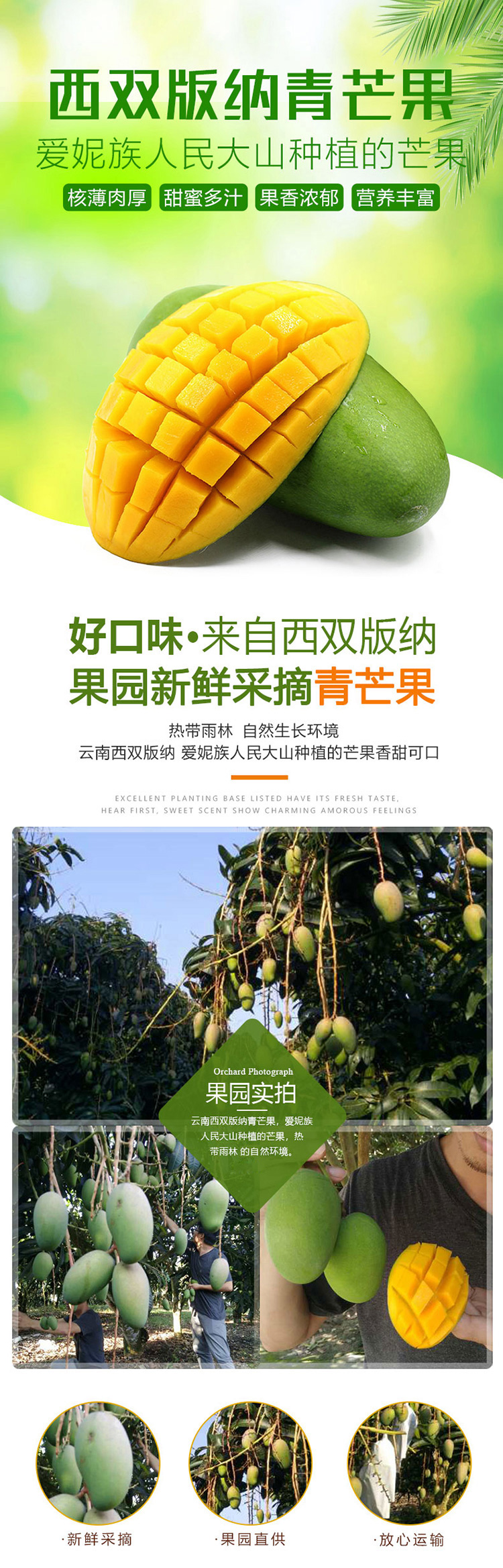 西双版纳大青芒净重5斤(3-5个)新鲜芒果 果园直发