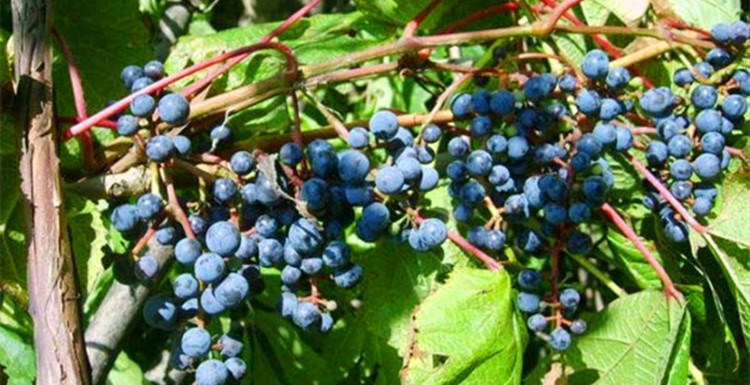 野生山葡萄东北山间野果庭院盆栽四季易活野葡萄种子种苗酿酒原料