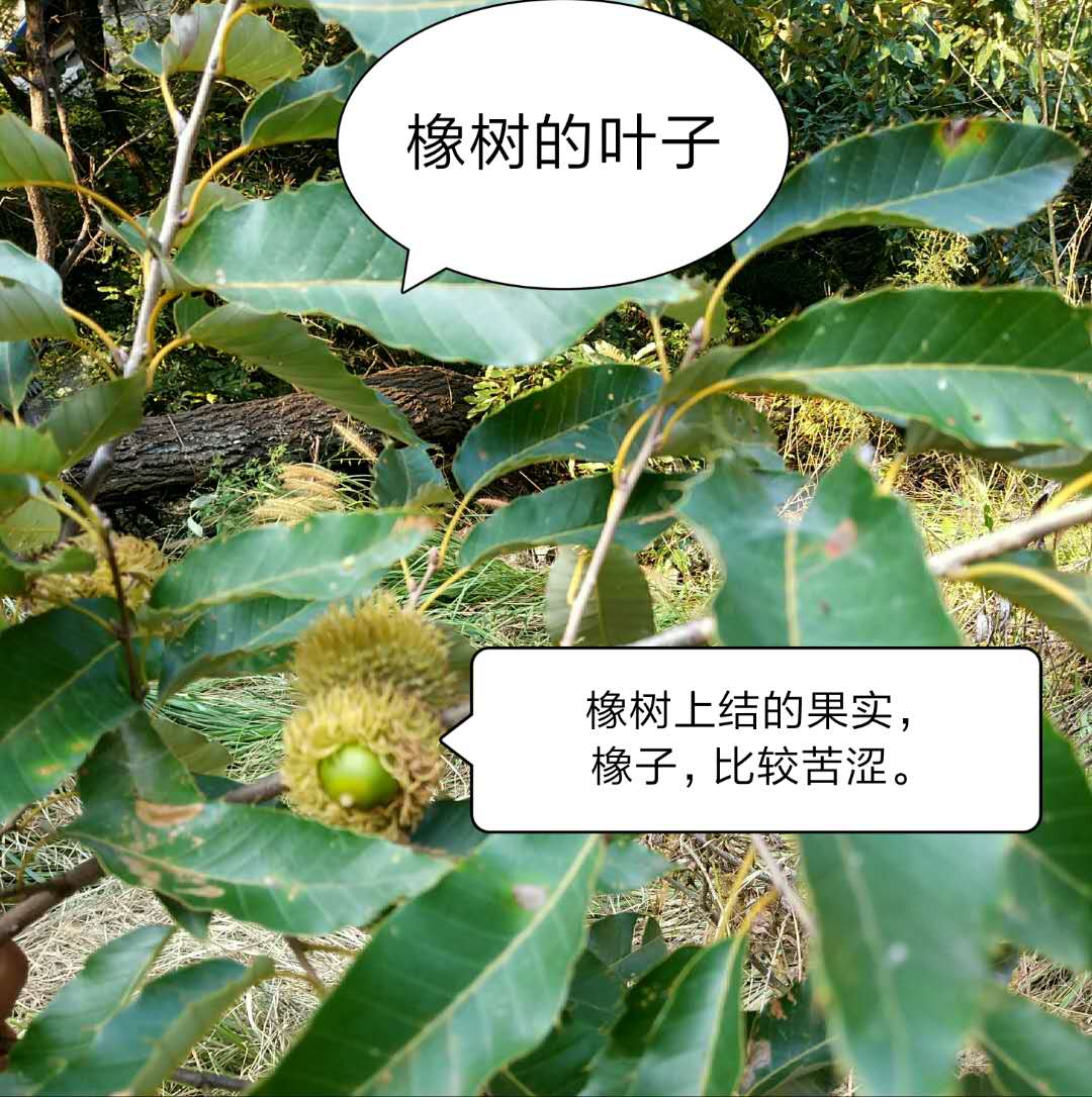 发酵纯橡树叶腐殖土腐叶土兰花君子兰专用橡叶种植营养土肥料邮