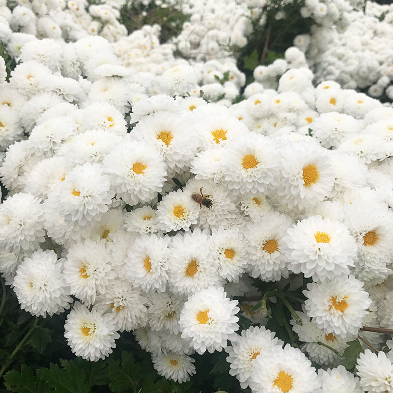 湛航黄山贡菊花草茶七月菊大朵白菊花茶叶装徽州皇菊花