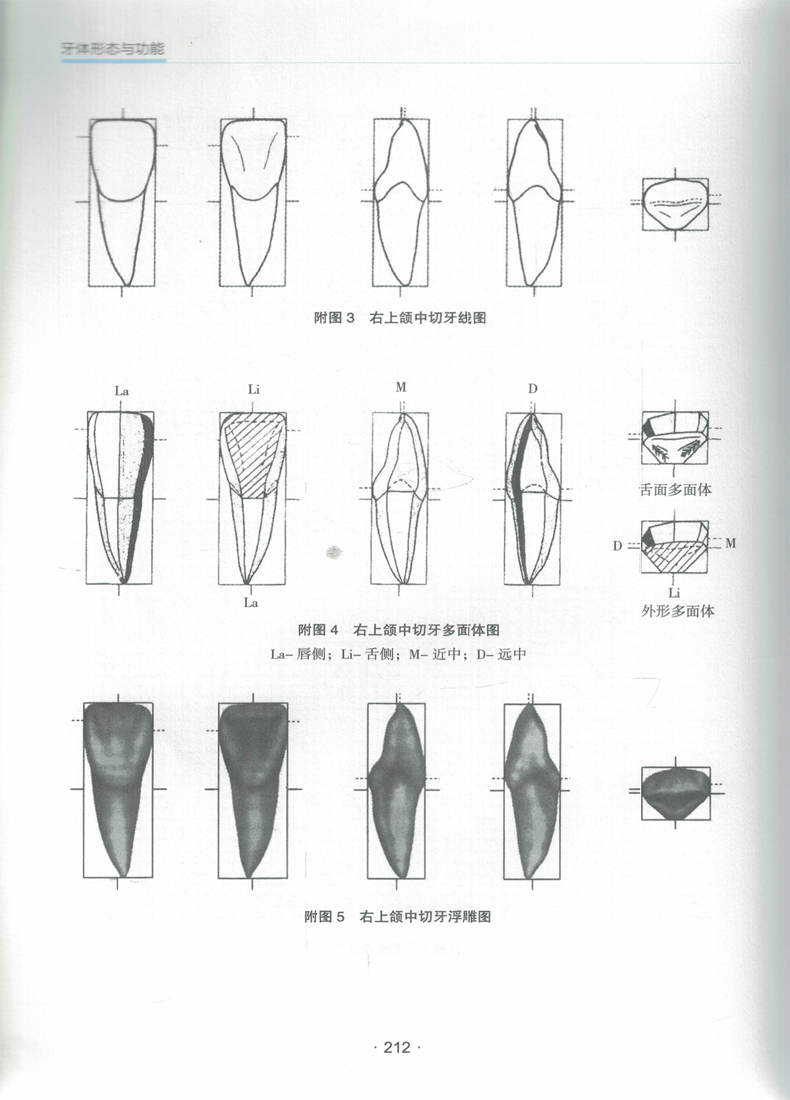 正版牙体形态与功能十三五规划教材供口腔医学口腔医学技术口腔护理