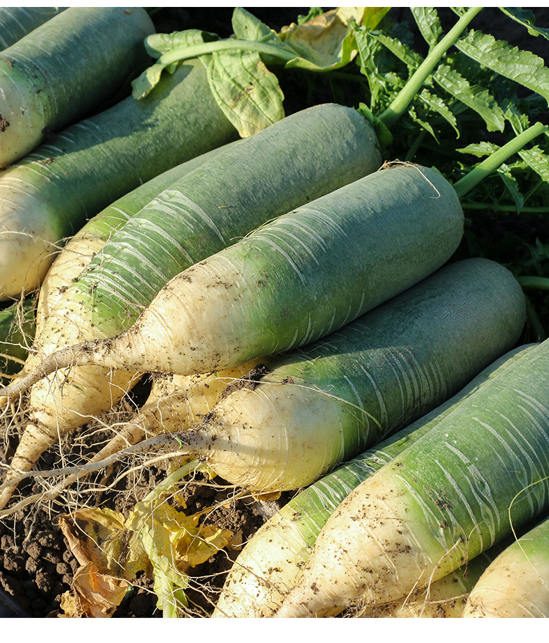 蔬菜新鲜助农天津农家菜潍坊青菜沙窝萝卜水果型甜脆5斤顺丰