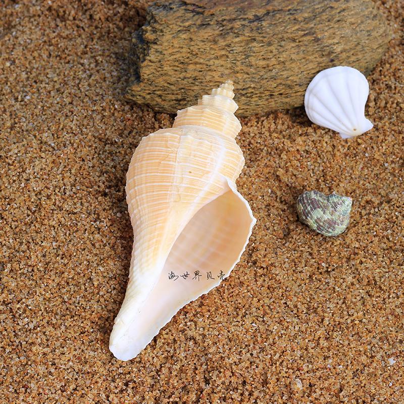 听海声黄色长香螺火炬长旋法螺号角供佛天然贝壳海螺鱼缸造景装饰 长