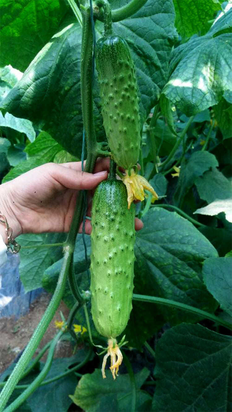 无架黄瓜种子爬满地种籽孑四季春秋夏蔬菜盆栽节节瓜水果阳台