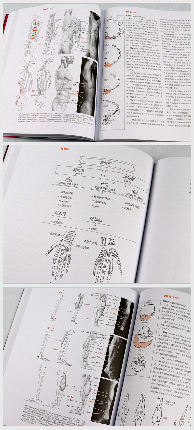 牛津艺用人体解剖学 经典版 艾略特·古德芬格 人体解剖学杰作 人体