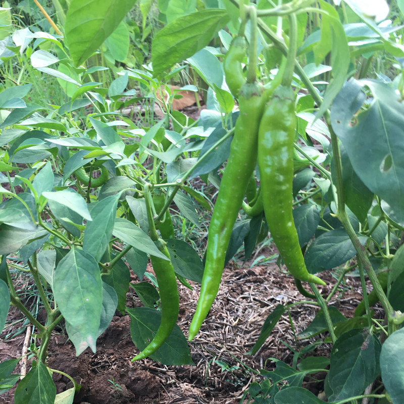 湖南衡阳本地辣椒新鲜小青椒农家二荆条辣椒青尖椒线椒3斤