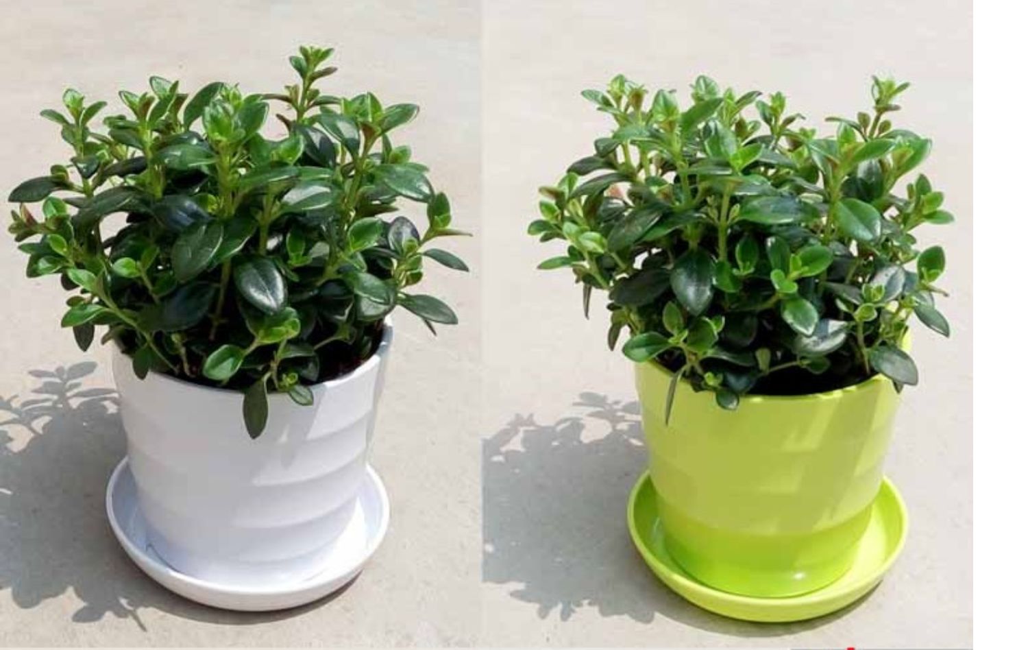 金鱼吊兰金边金心吊兰家居办公室内盆栽吸甲醛净化空气绿萝植物