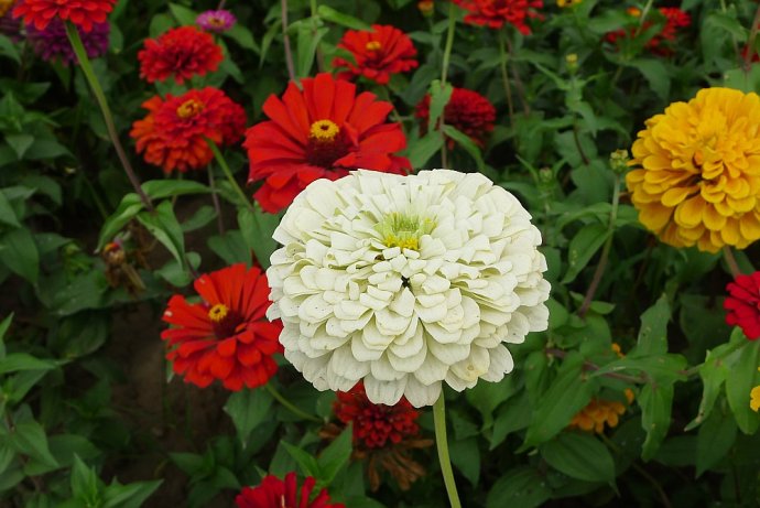 子喧百日花种子混色重瓣百日菊四季种易活开花不断庭院室外花籽花种