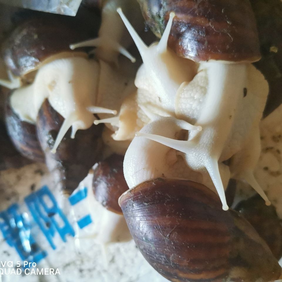 《2只种牛 怀孕白玉蜗牛临产种蜗牛,送养殖资料养殖孵化技术,养殖场