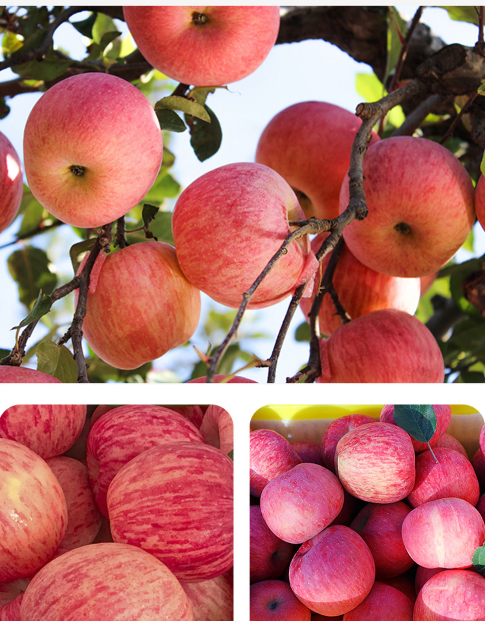 正宗陕西洛川苹果一级新鲜水果吃冰糖心红富士应当季整箱