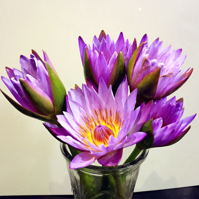 睡莲鲜花香槟色花束真花水养插花客厅办公室水培莲花花卉盆栽荷花