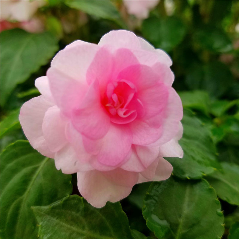 水梅花重瓣鳳仙花四季開花喜陽陽臺庭院帶花苞基地直髮重瓣水梅顏色