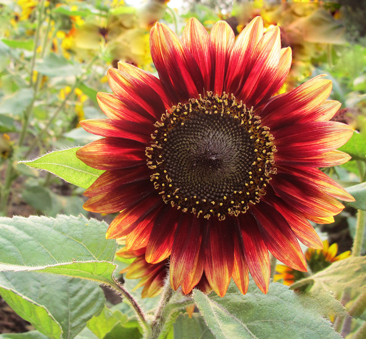 子暄观赏矮向日葵花种子春季阳台盆栽春播易种植物花卉花籽矮向日葵