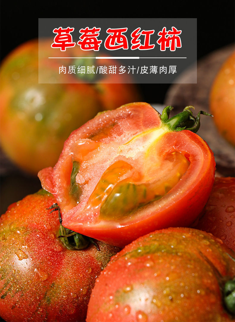 湛航 丹东铁皮草莓柿子正宗盘锦西红柿新鲜现摘自然熟孕妇生吃水果