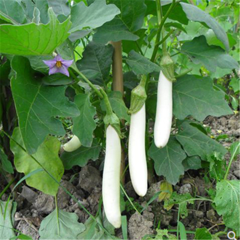 白龙332长白茄子种子白长茄种子白茄子种籽大面积种植白玉