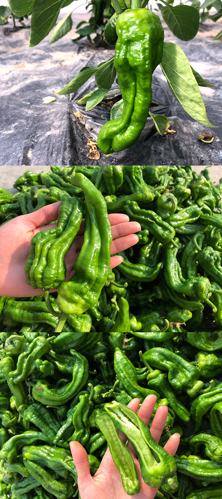 农家自种新鲜现摘皱皮虎皮青椒春椒薄皮