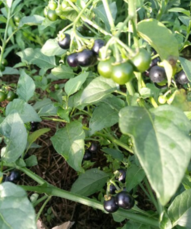 农聚源 【xj】新鲜龙葵果500g 野葡萄黑悠悠黑呦呦