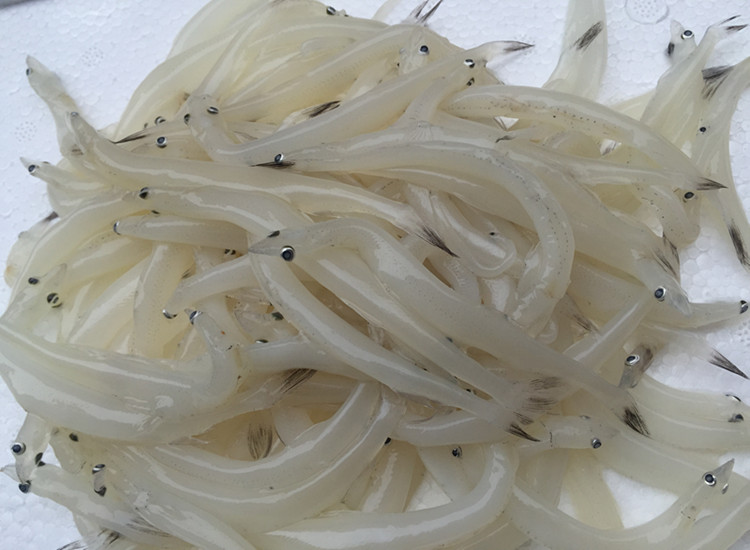 xj银鱼面条鱼冰鱼小银鱼新鲜海鲜可开发票250g
