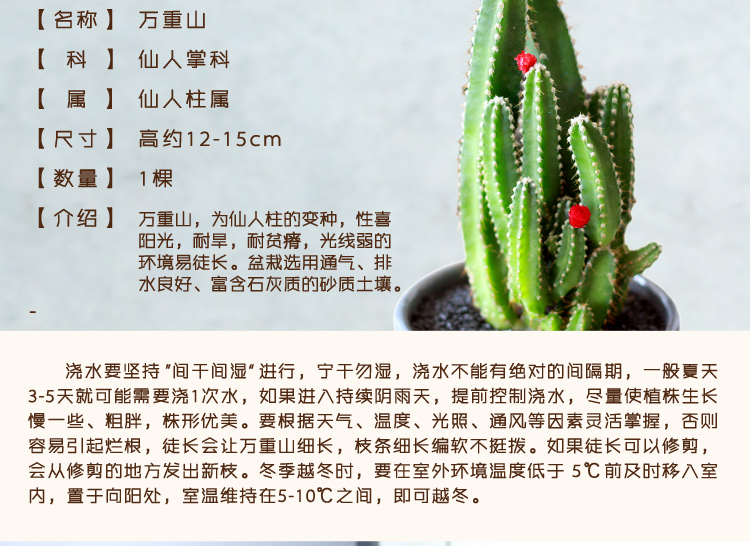 津沽园艺多肉植物万重山仙人山仙人掌室内盆栽花卉绿植1棵不带盆