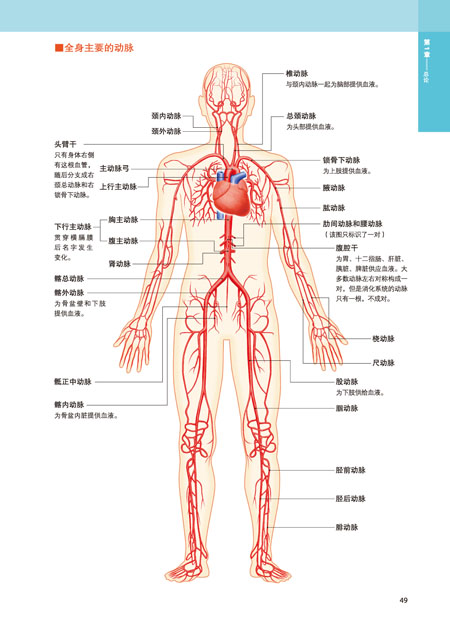 3d人体解剖图 200个精密3d图例 全彩解剖学图谱医学人体生理学人体