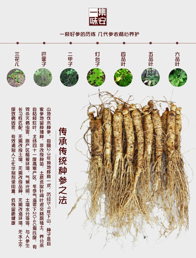 长白山新鲜人参东北小鲜参生人叁泡酒煲汤小人参湿人参保鲜生参