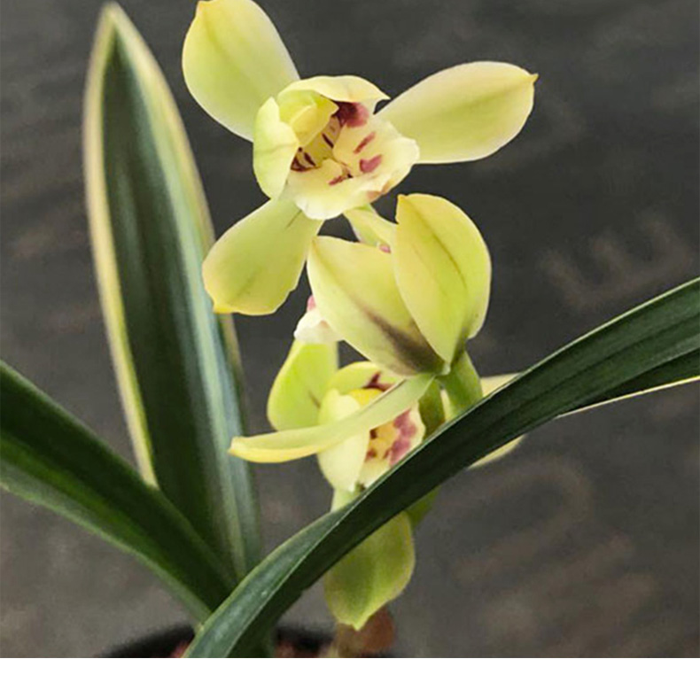 高宅兰花彩云荷浓香春兰矮种金边线艺兰花苗盆栽阳台花卉绿植