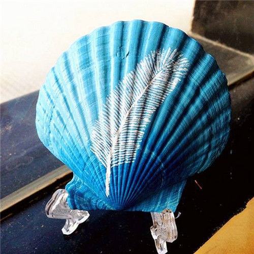 diy彩绘画涂鸦小号海螺烧烤幼儿园活动鱼缸天然特大白扇贝壳1片大白