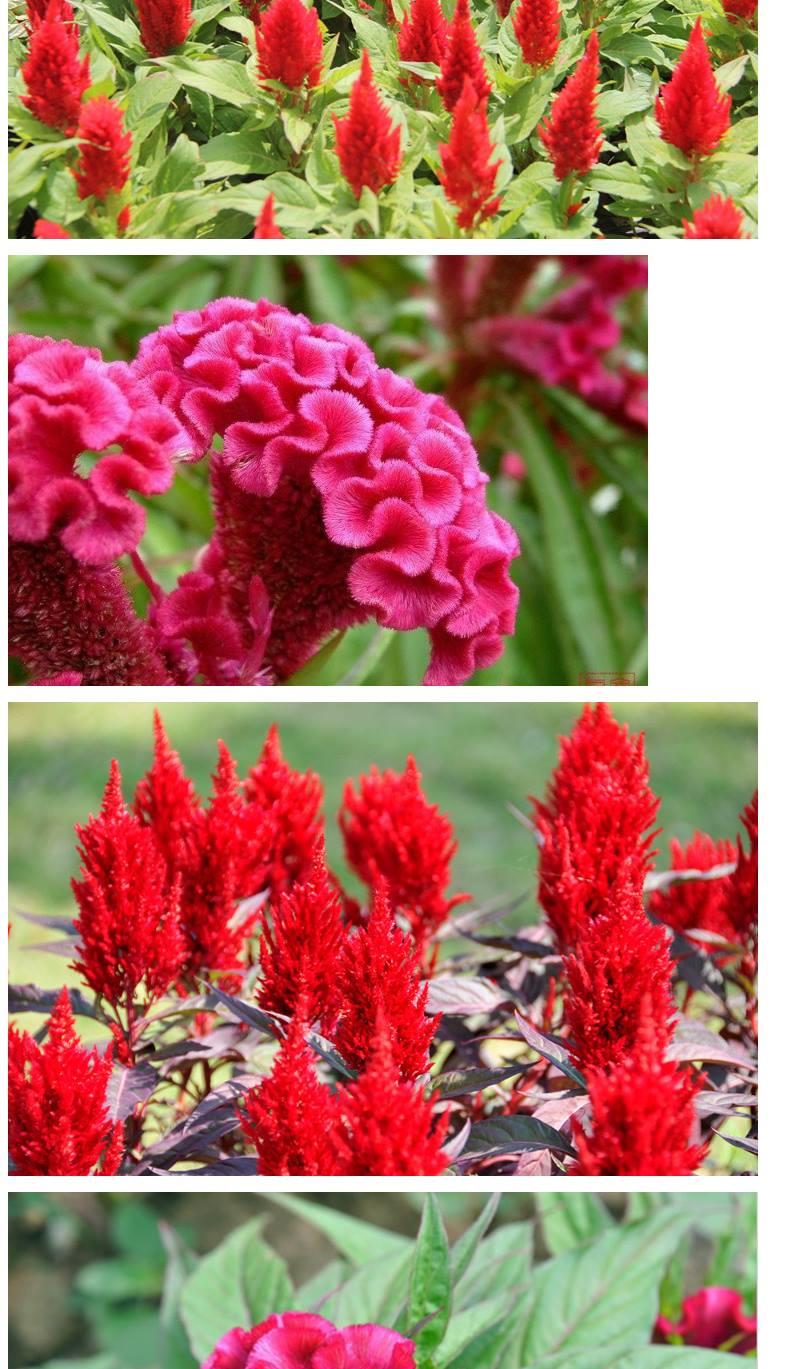 头状鸡冠花50粒头状鸡冠花种子凤尾鸡冠花阳台庭院盆栽观赏花卉