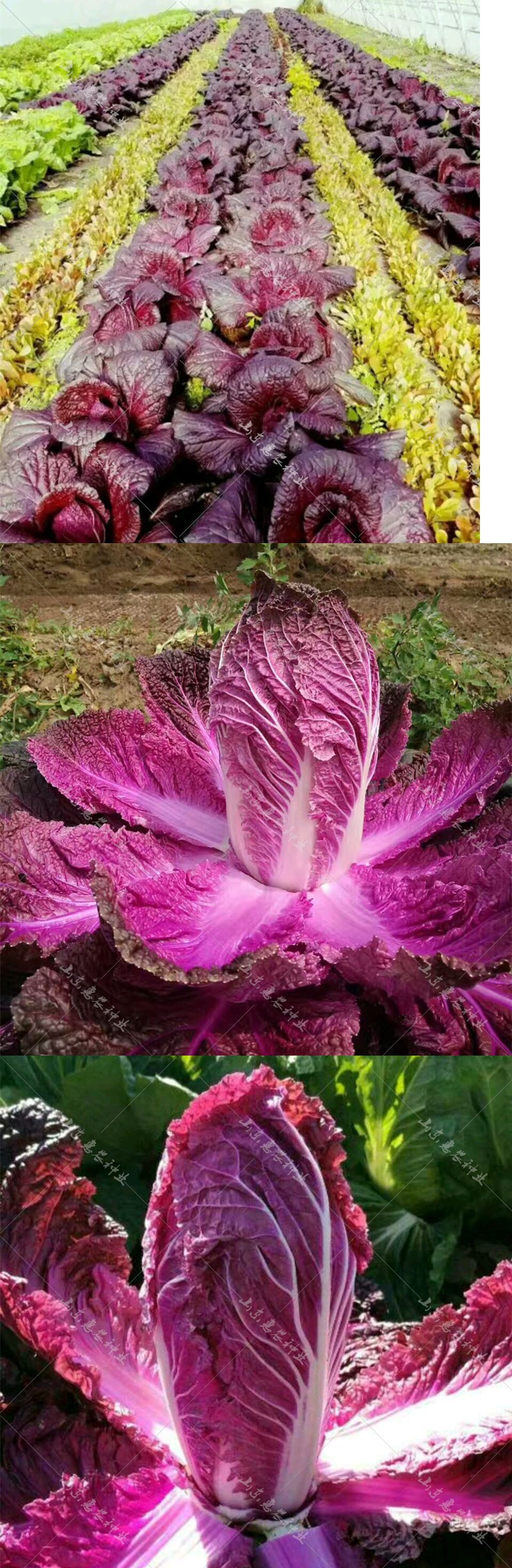 紫宝紫白菜种子紫色蔬菜春秋蔬菜种孑四季播秋季紫色白菜籽