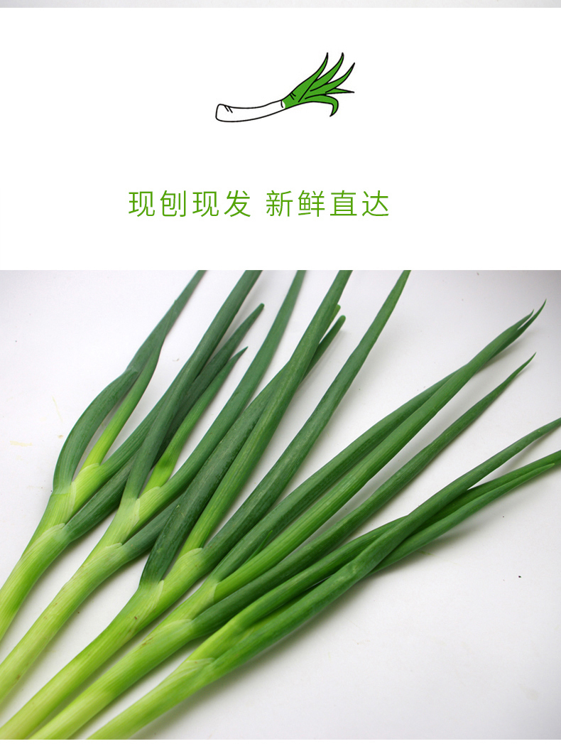 燎原绿色香葱小葱绿葱青葱葱秧蘸酱菜带根现挖新鲜2斤顺丰